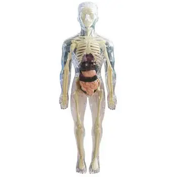 Видимая модель человеческого тела, 3D модель человеческого тела для детей, Мягкое человеческое тело, Реалистичная Анатомия, кукла, Съемный орган, кость, Возраст 4